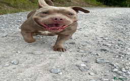 American Bully dogs for sale: Female Micro Bully.  - Image 4