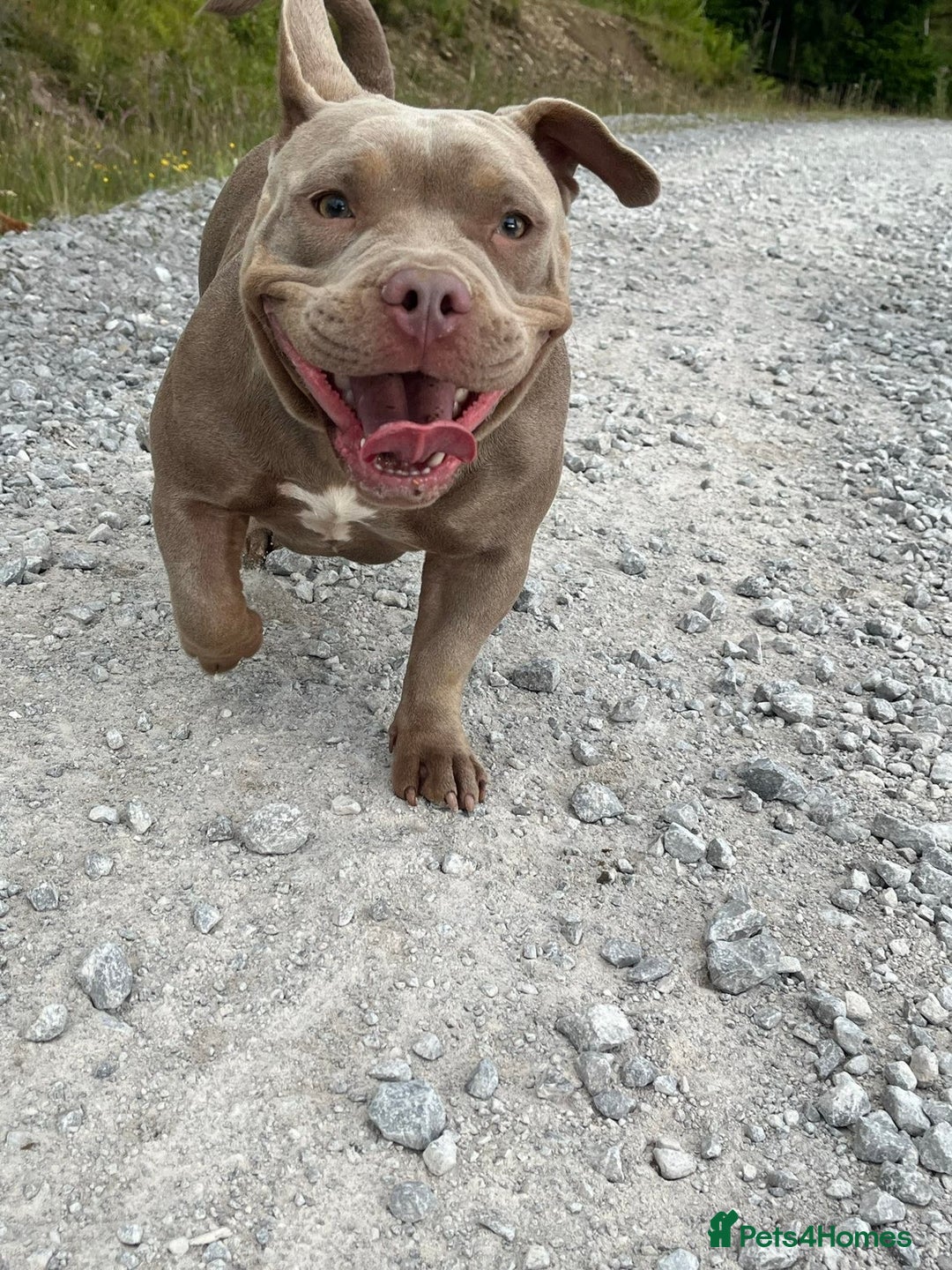 American Bully dogs for sale: Female Micro Bully.  - Image 4