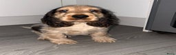 Cocker Spaniel dogs for sale: KC Reg Delightful Show Type Cocker Spaniels - Advert 33