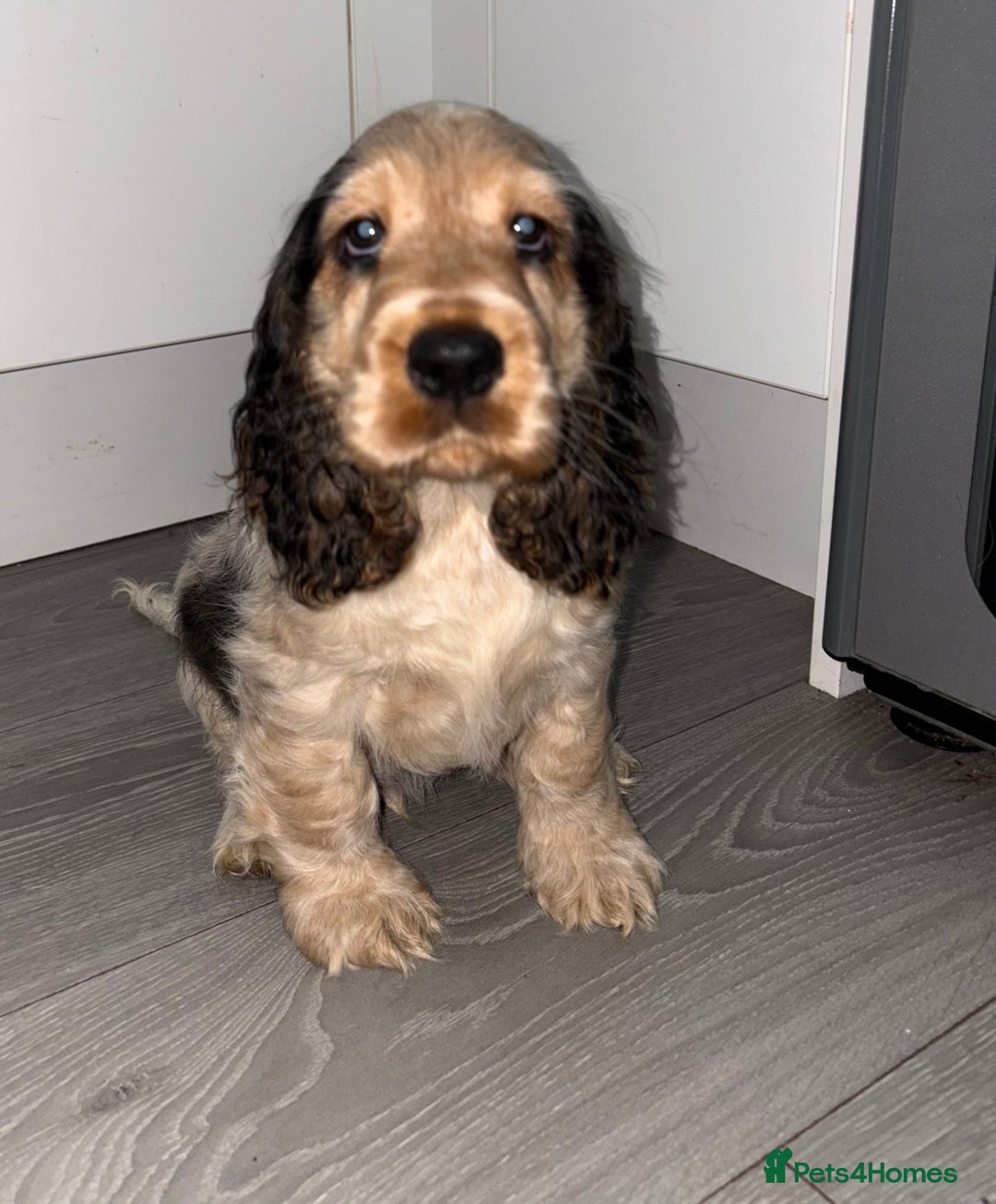 Cocker Spaniel dogs for sale: KC Reg Delightful Show Type Cocker Spaniels - Advert 33