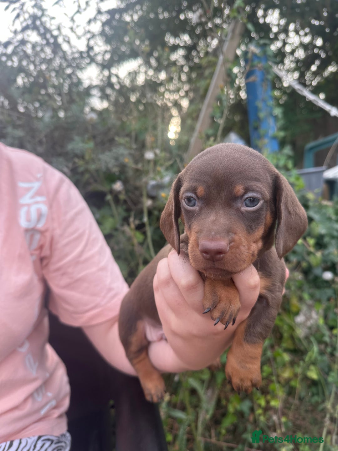 Dachshund dogs for sale: Beautiful dachshund puppies  - Image 11