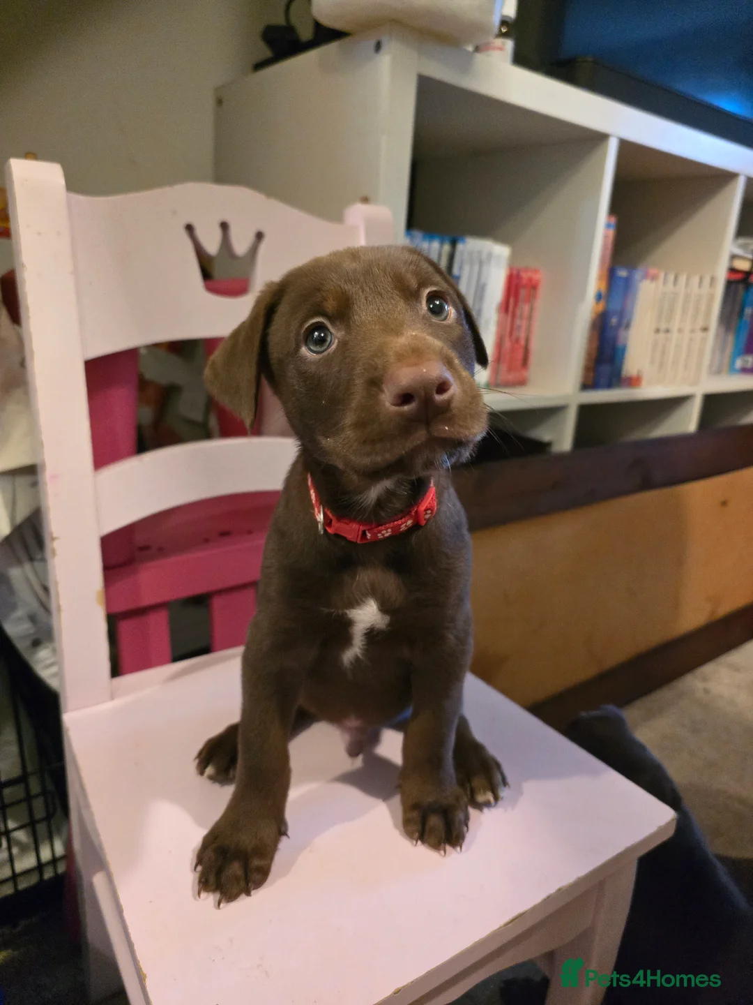 Mixed Breed dogs for sale: Doberman x Collie pups! - Advert 17