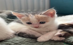 Mixed Breed cats for sale: 5 Adorable Fluffy White Playful Kittens  - Image 3