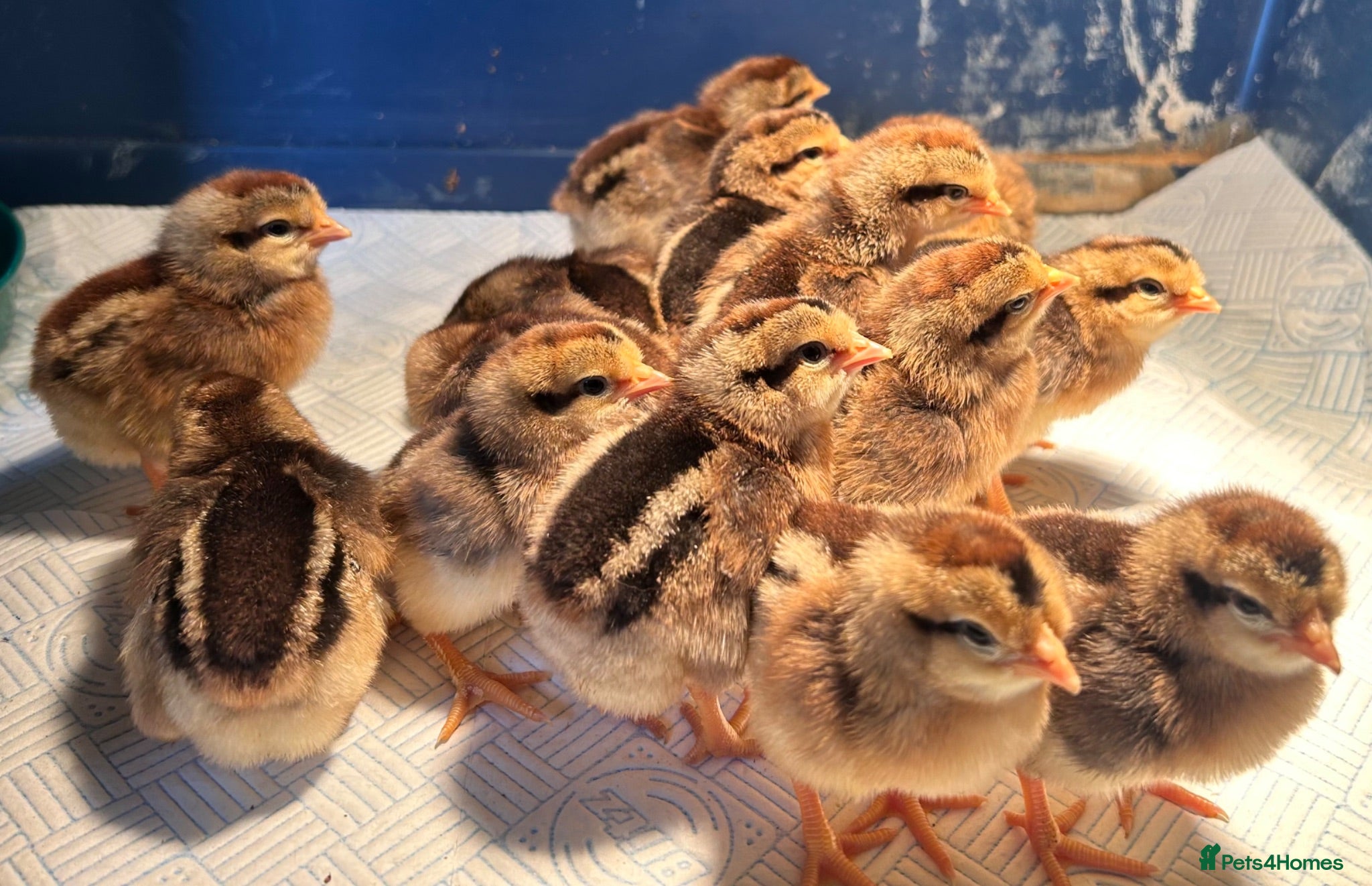 Chickens poultry Female cream legbar chicks  - Advert 1