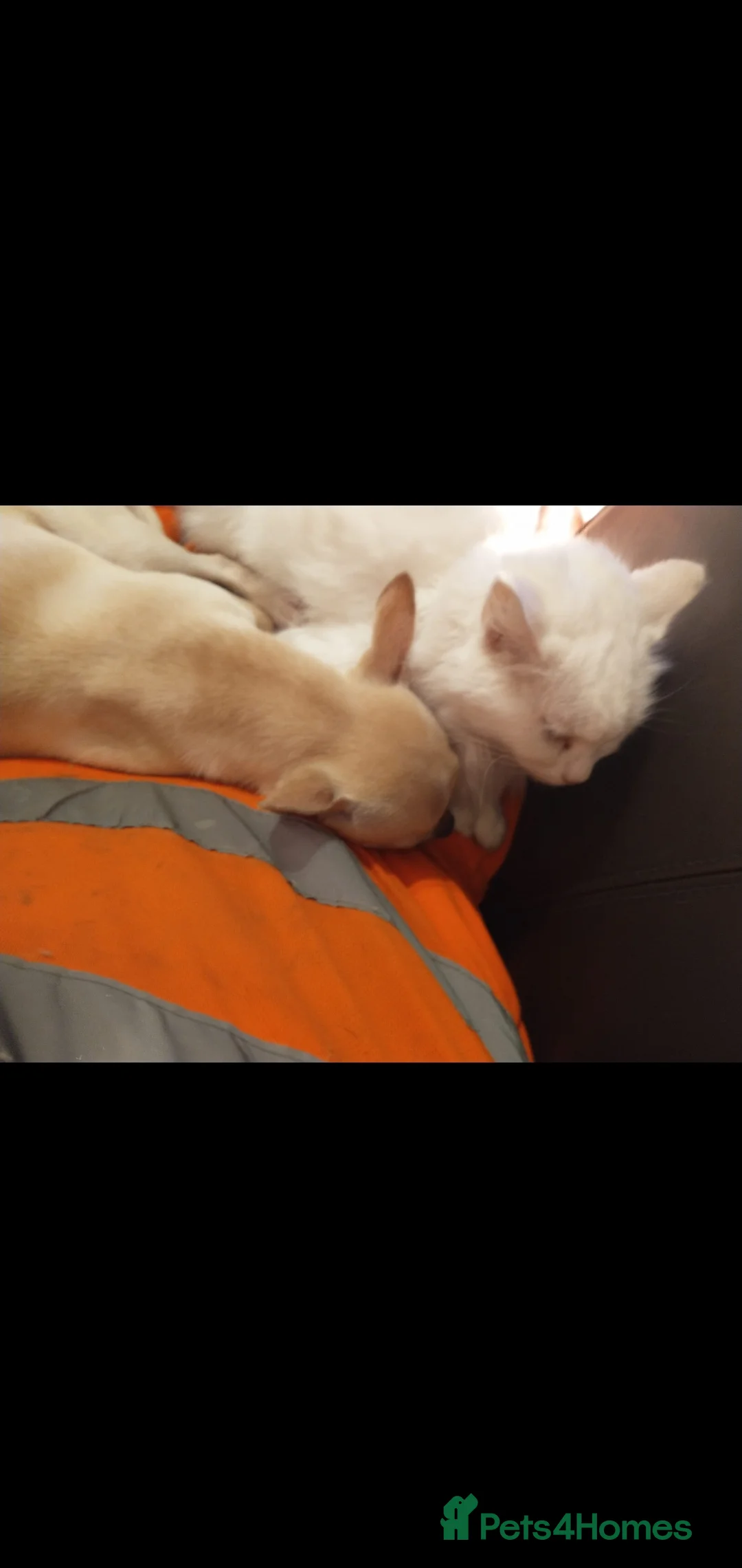 Chihuahua dogs for sale: Beautiful chihuahua - Advert 3