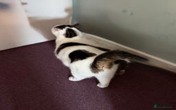 Domestic Shorthair cats for sale: Star Domestic Shorthair - Image 4