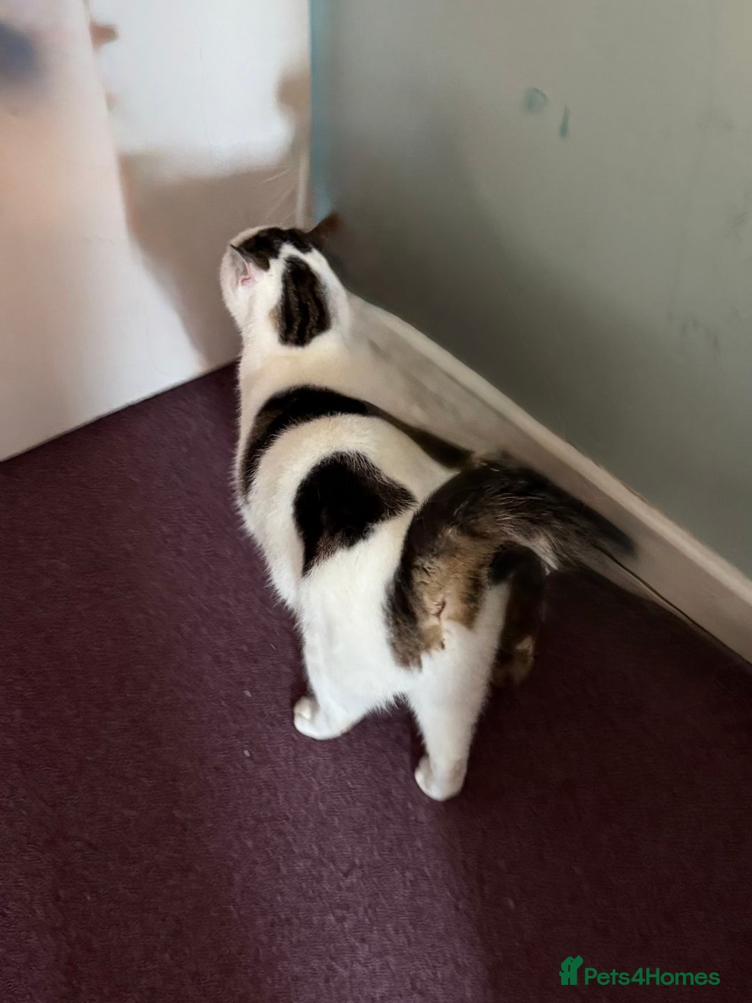 Domestic Shorthair cats for sale: Star Domestic Shorthair - Image 4