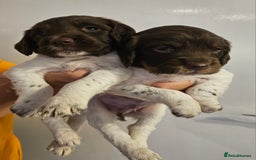 English Springer Spaniel dogs for sale: English Springer Spaniels Puppies 🐾 - Image 4