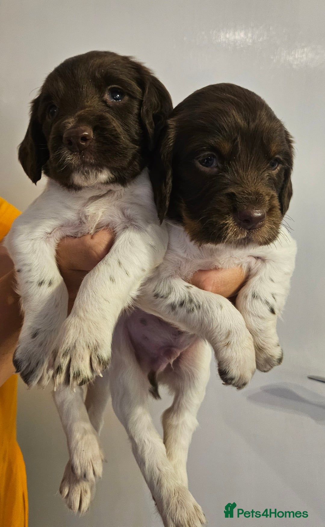 English Springer Spaniel dogs for sale: English Springer Spaniels Puppies 🐾 - Image 4