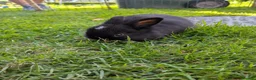 Mini Lop rabbits for sale: Beautiful Mini Lops For Sale  ˖Ი𐑼⋆ FOUR LEFT  - Advert 12