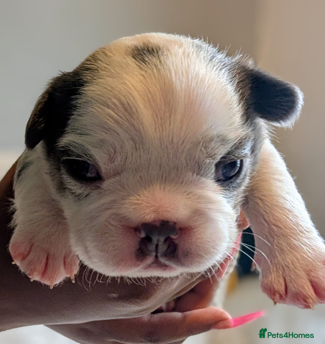 French Bulldog dogs for sale: Frenchie puppies  - Image 5