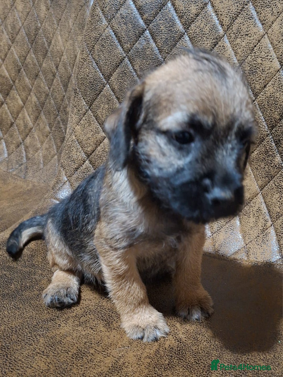 Border Terrier dogs for sale: KC REGISTERED MALE BOARDER TERRIER, - Advert 2