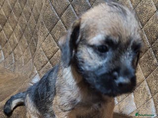 Border Terrier dogs KC REGISTERED MALE BOARDER TERRIE. - Advert 3