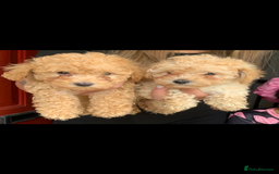 Poochon dogs for sale: Ready now, 1 boy and 1 girl Toy Poochon - Image 10