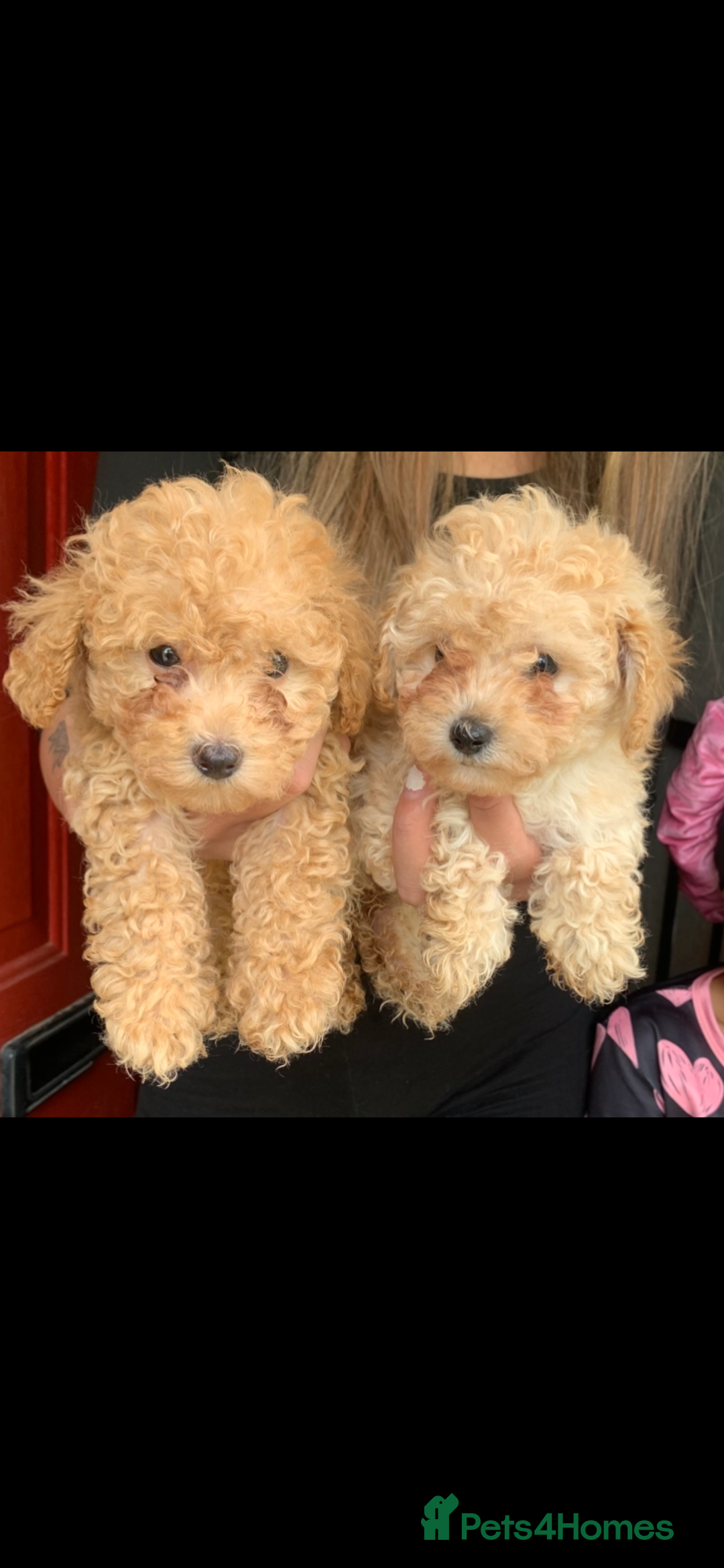 Poochon dogs for sale: Ready now, 1 boy and 1 girl Toy Poochon - Image 10