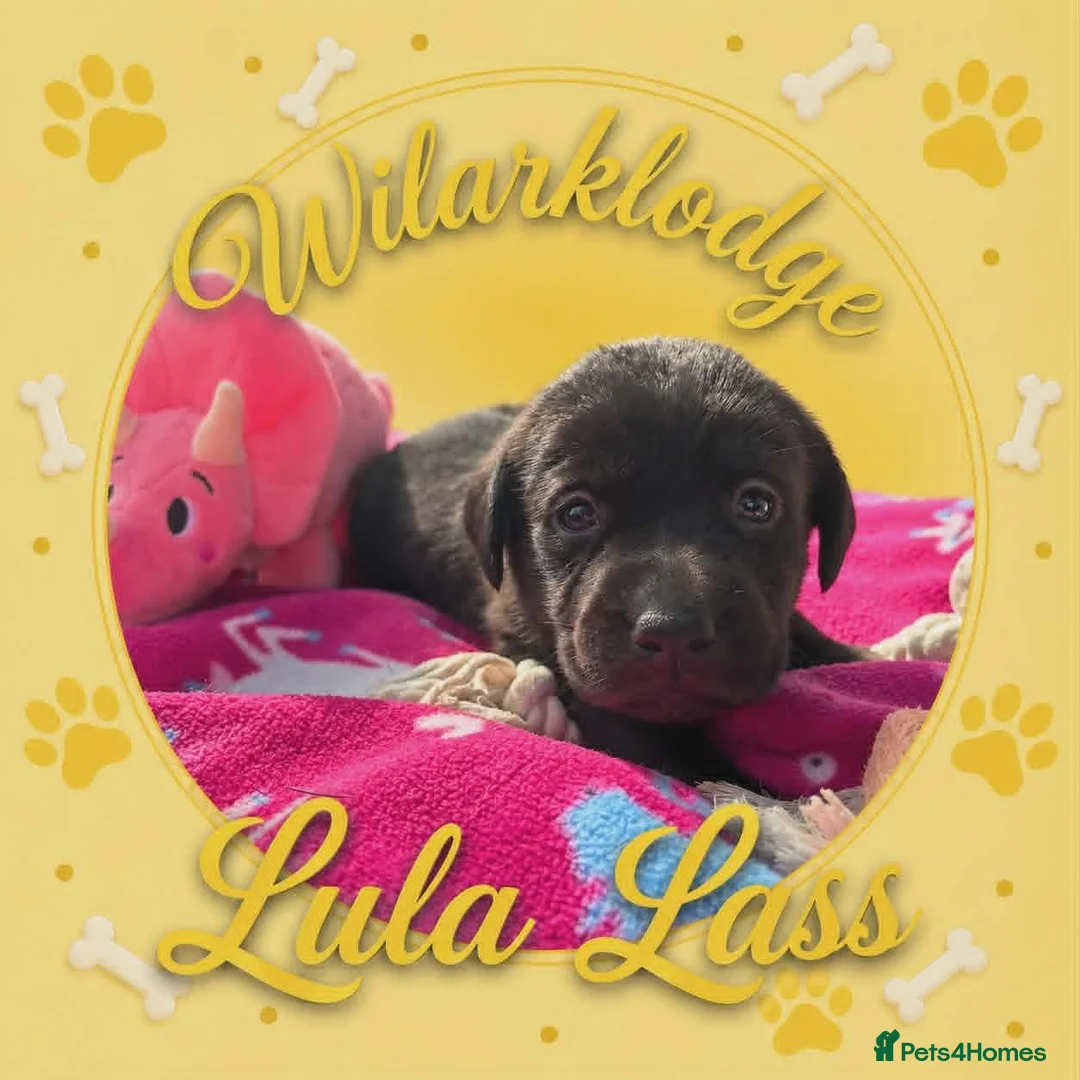 Labrador Retriever dogs for sale: KC Reg Puppies, FTCH Bred with versatility in mind - Advert 33