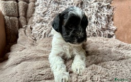 Lhasapoo dogs for sale: *****only 1 girl and 2 boys left ***** - Image 6