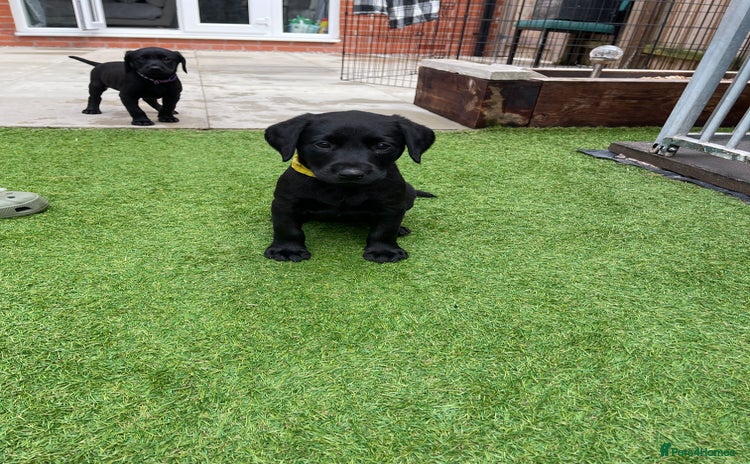Labrador Retriever dogs - Advert 13
