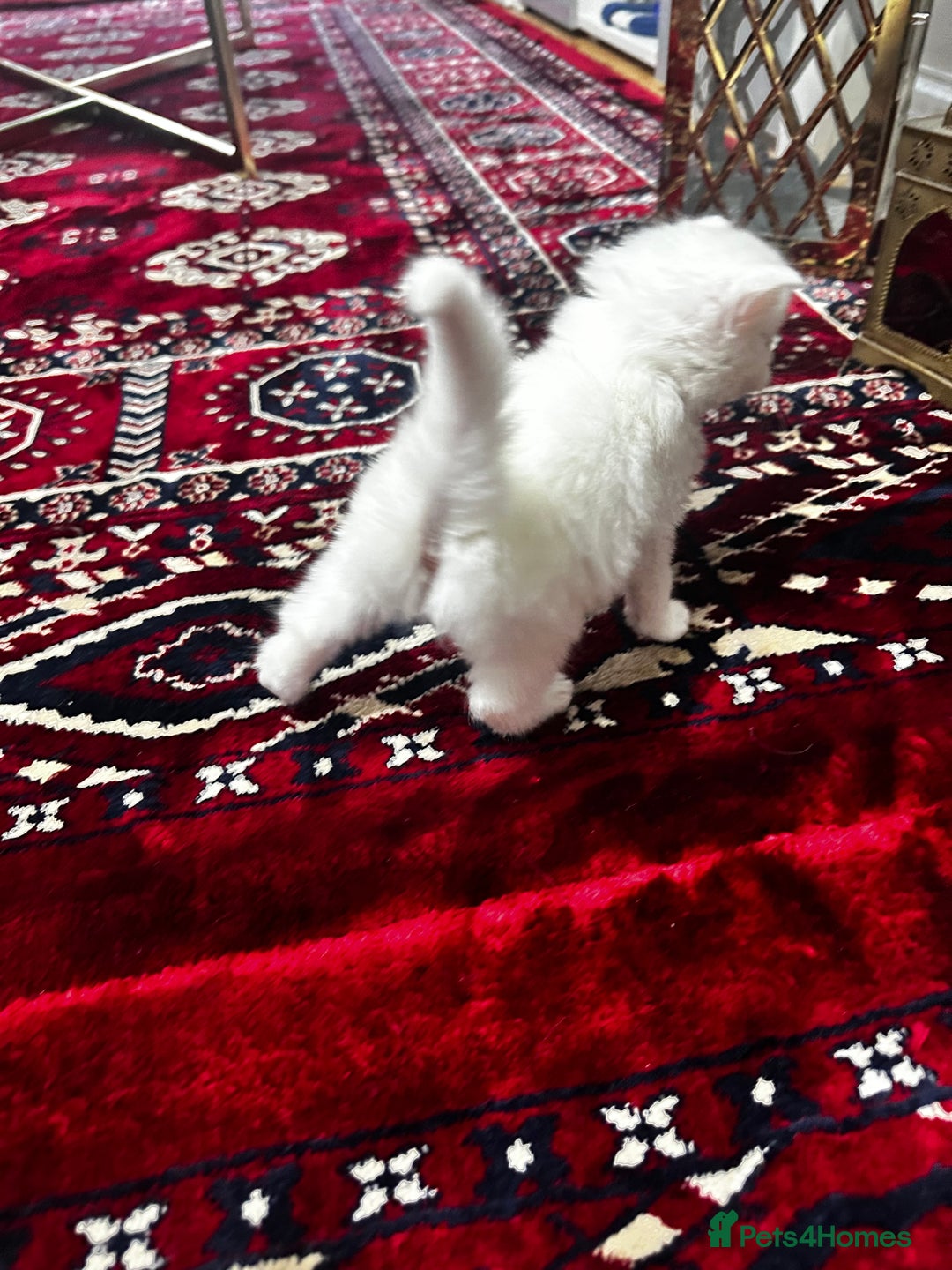 Siamese cats for sale: Siamese x russian blue kittens - Advert 25