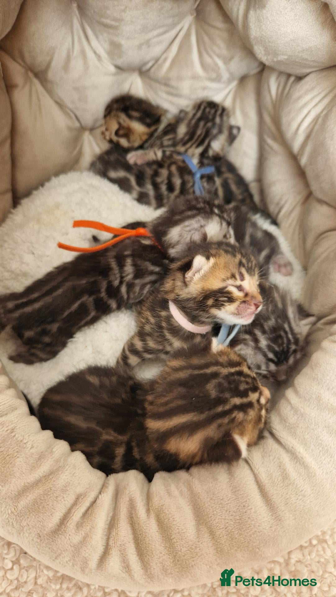 Bengal cats  Purebred TICA Registered Bengal Kittens 🐾 - Advert 2