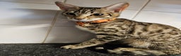 Bengal cats for sale: Silver/ mink bengals kittens  - Advert 27