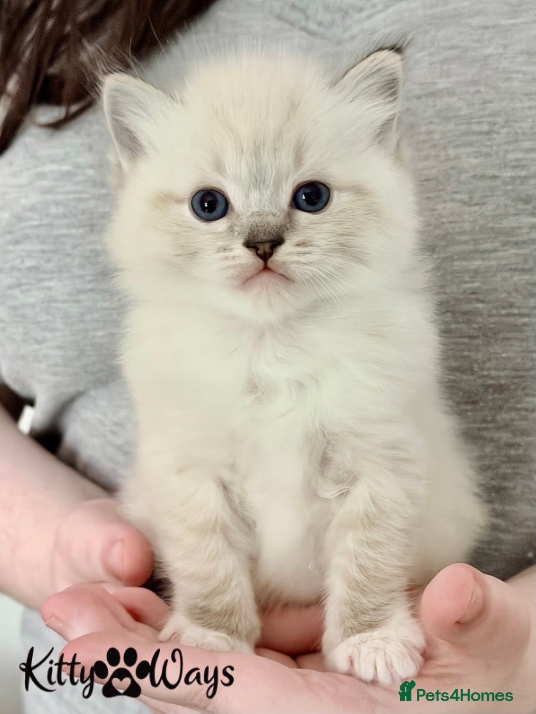 Ragdoll cats for sale: 🐾🩷*TICA REG* EU RAGDOLL KITTENS 🧬 DNA Clear🩵🐾 - Advert 3