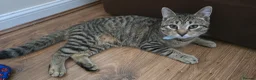 Scottish Fold cats for sale: Very beautiful and friendly cat - Advert 3