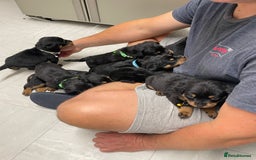 Rottweiler dogs for sale:  TWO LEFT ONLY *READY TO GO NOW* ROTTWEILER PUPS  - Advert 15