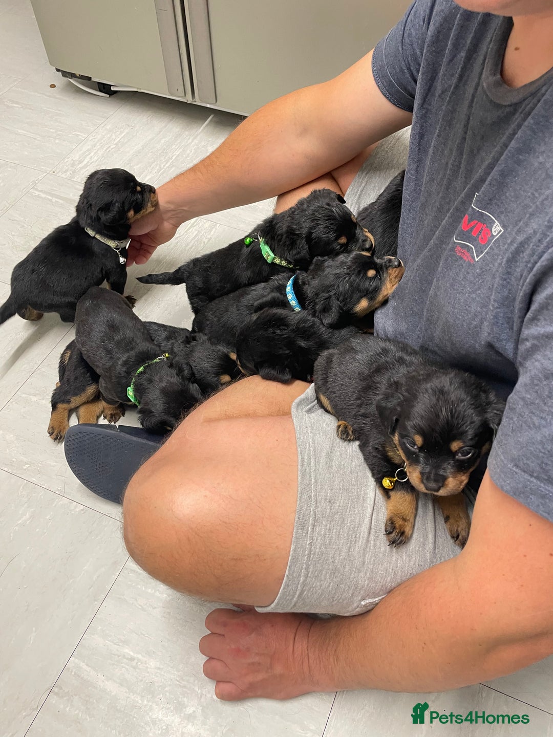 Rottweiler dogs for sale:  TWO LEFT ONLY *READY TO GO NOW* ROTTWEILER PUPS  - Advert 15