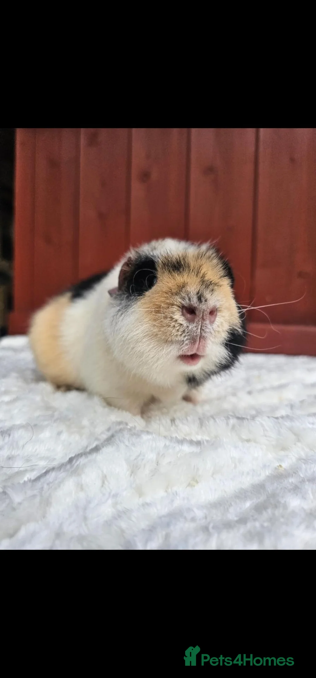 Guinea Pig rodents for sale: Teddy Brothers - Advert 9