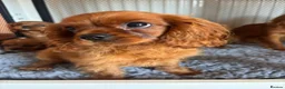 Cavalier King Charles Spaniel dogs for sale: Cavalier King Charles  - Advert 23