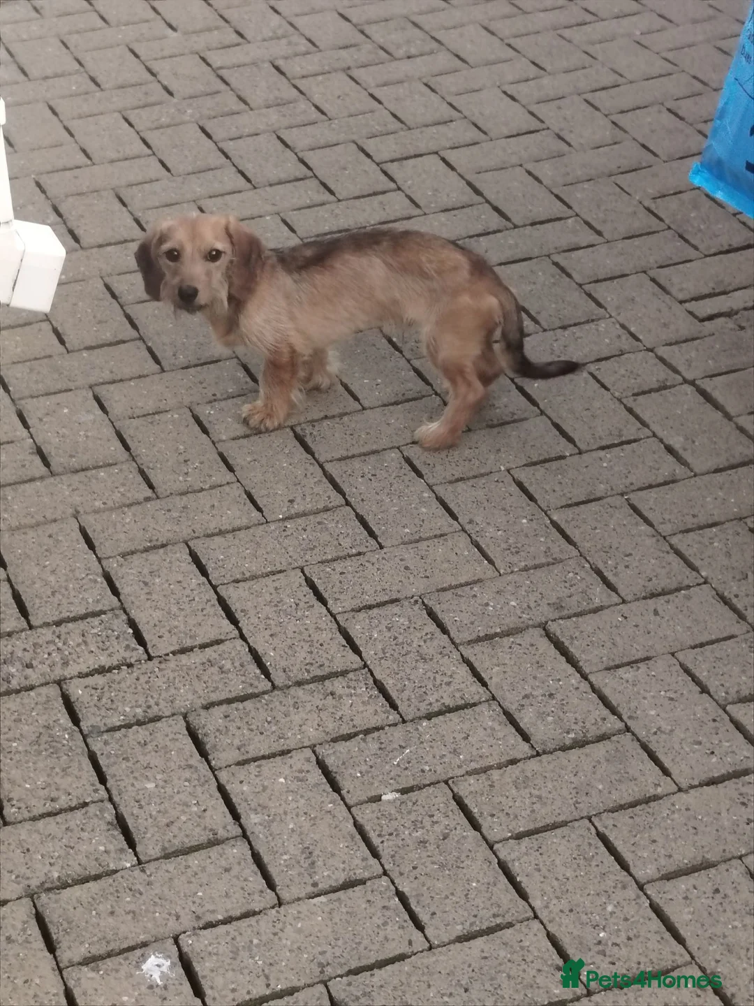 Dachshund dogs for sale: 8 MONTH OLD DASHUND  in Bilston - Advert 2