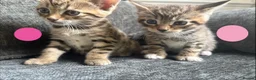 Bengal cats for sale: Beautiful Bengal Cross Kittens - Advert 10