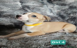 Whippet dogs for sale: Stunningly Beautiful Whippet Puppies. - Image 3