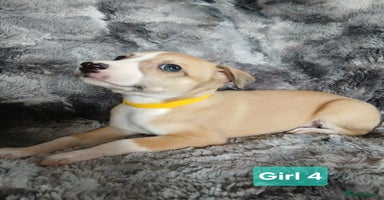 Whippet dogs - Advert 3
