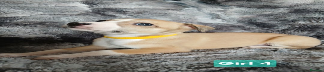 Whippet Puppy 5