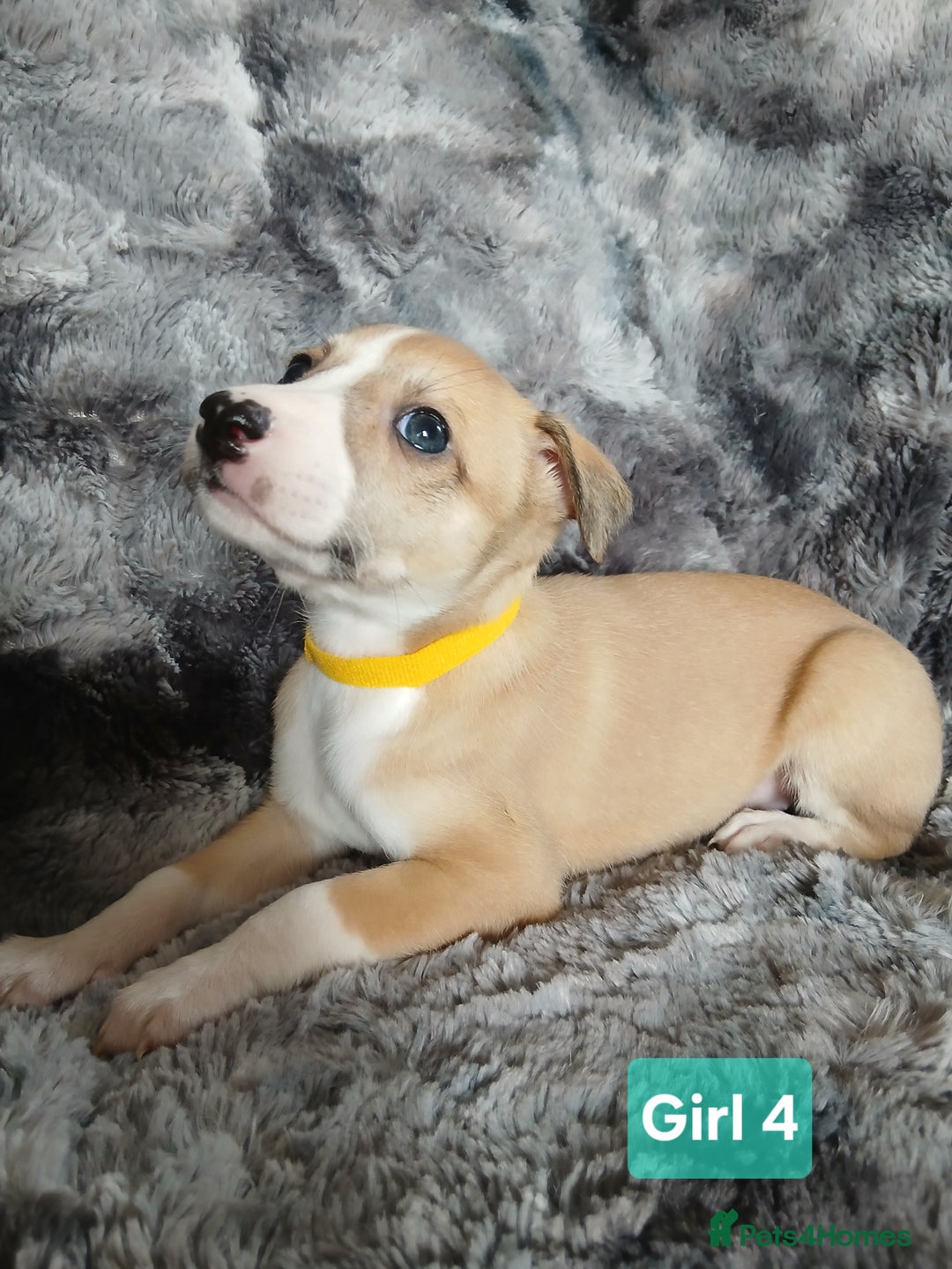 Whippet dogs for sale: Stunningly Beautiful Whippet Puppies. - Image 3