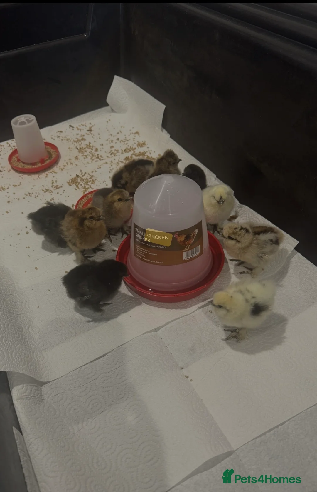 Chickens poultry for sale: Chickens for sale in Littlehampton - Advert 2