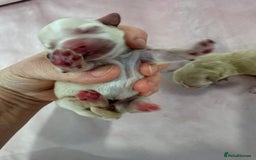 Maltipoo dogs for sale: 5 girls. fully DNA & health tested clear parents.  - Advert 13