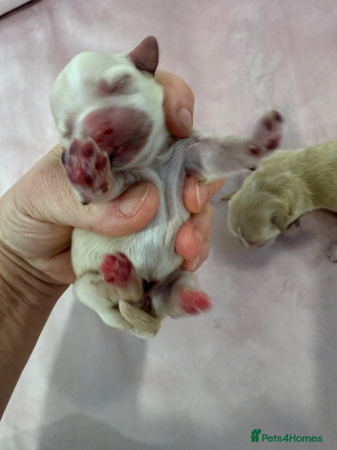 Maltipoo dogs for sale: 5 girls. fully DNA & health tested clear parents.  - Advert 13