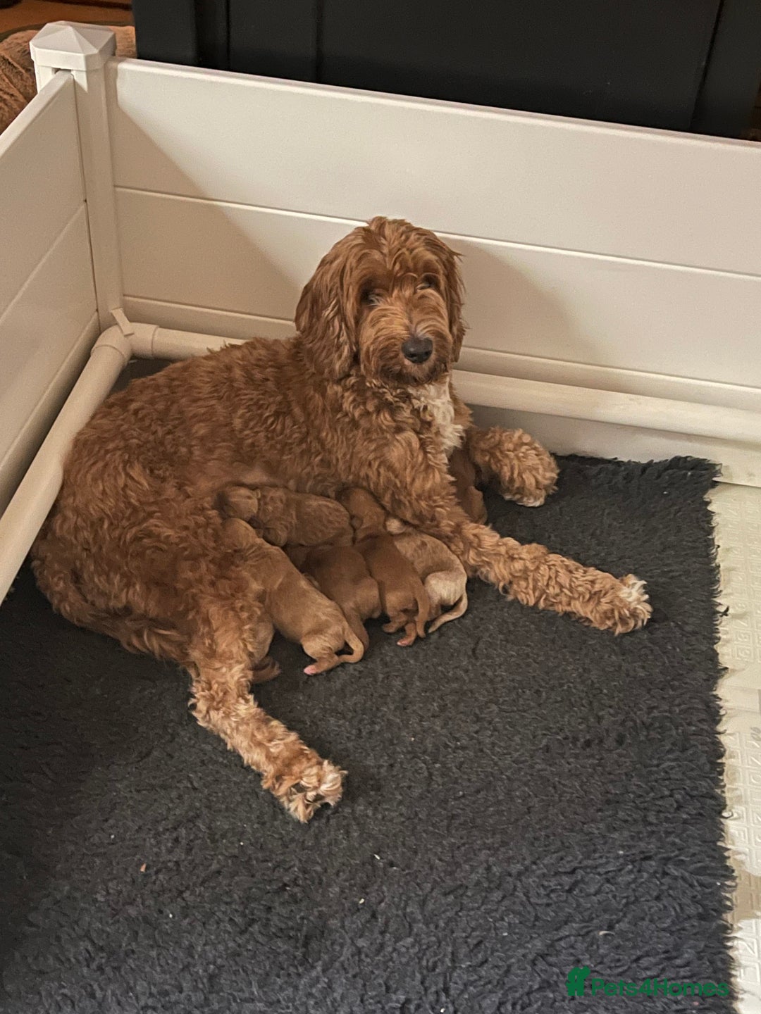 Australian Labradoodle dogs for sale: 100% Pure bred Australian Labradoodle - Image 3