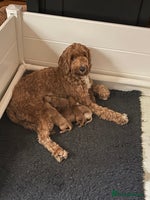 Australian Labradoodle dogs - Advert 7