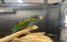 Parrots birds for sale: White capped baby handreared Pinous  - Image 1