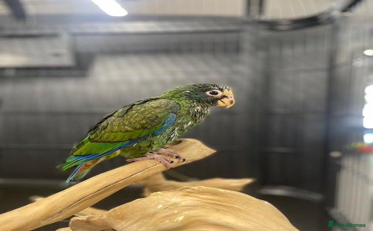 Parrots birds - Advert 3
