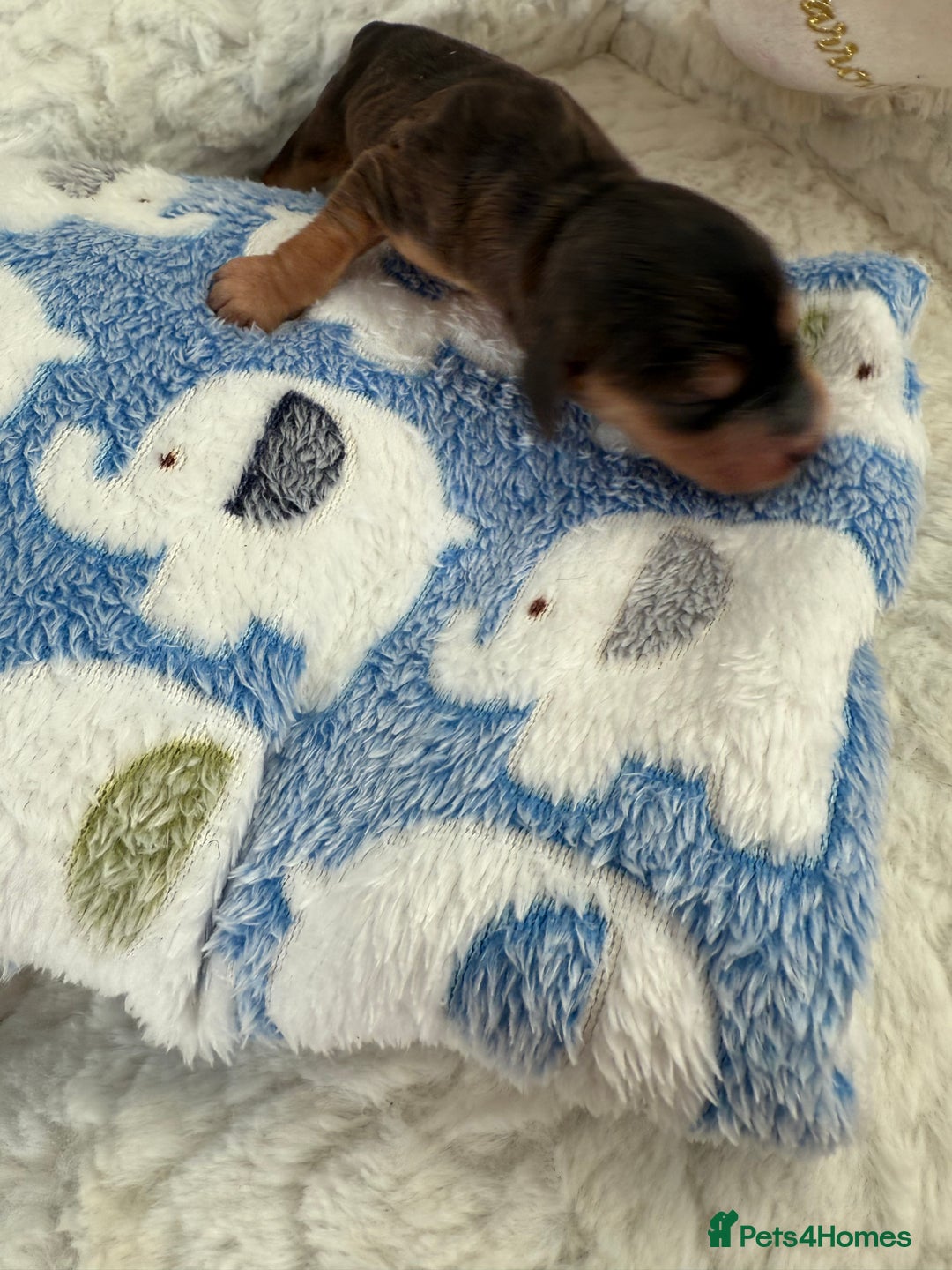 Cockapoo dogs for sale: Ready Dec 20th. Fully dna & health tested clear - Image 4