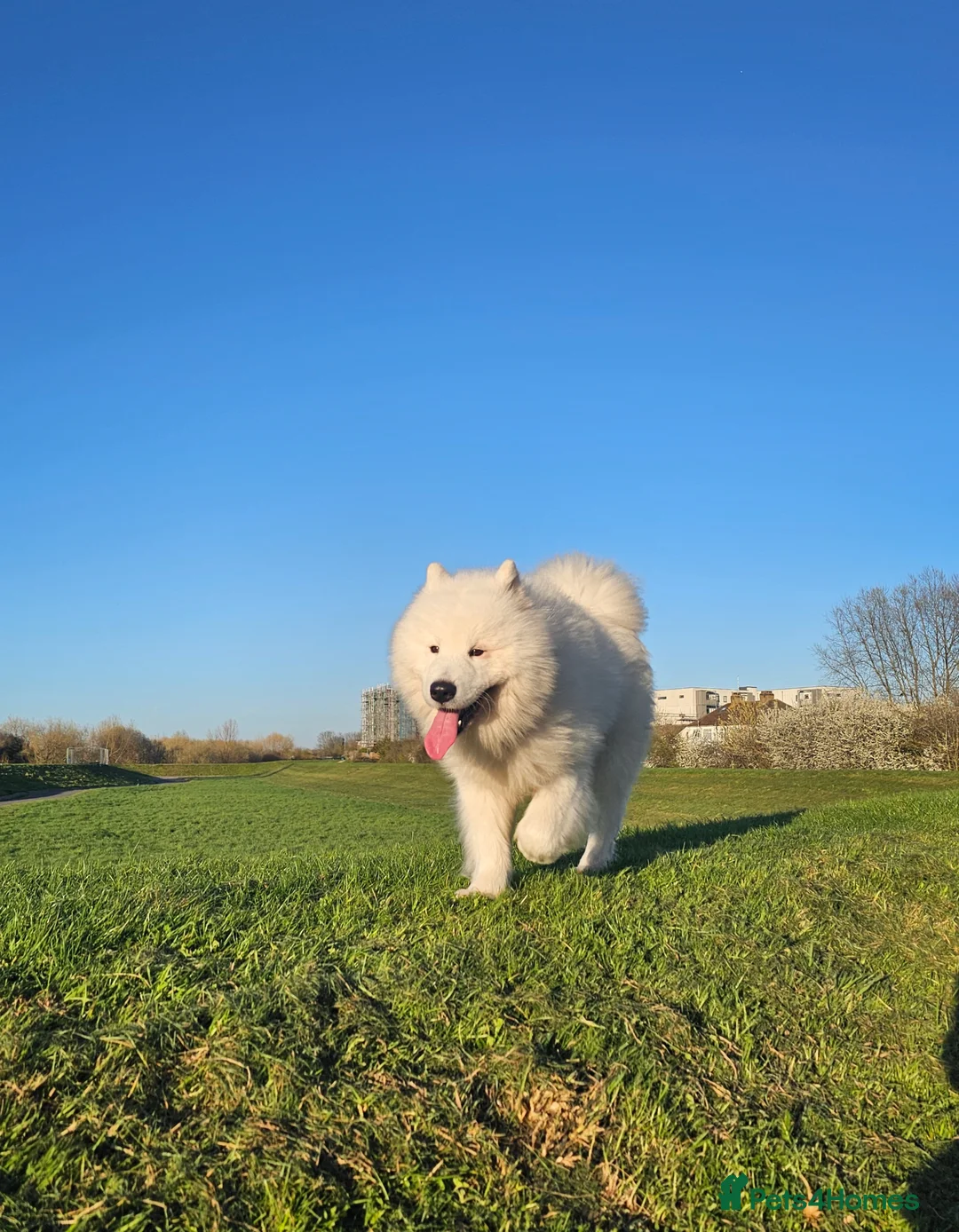 Samoyed dogs for stud: Pet for stud - Advert 2