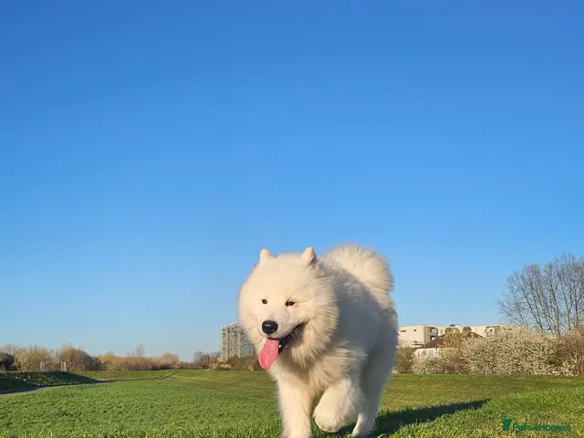 Samoyed dogs for stud: KC registration Samoyed for Stud - Advert 2
