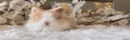 Lionhead rabbits for sale: Beautiful Fully Vaccinated Lionheads! - Advert 12