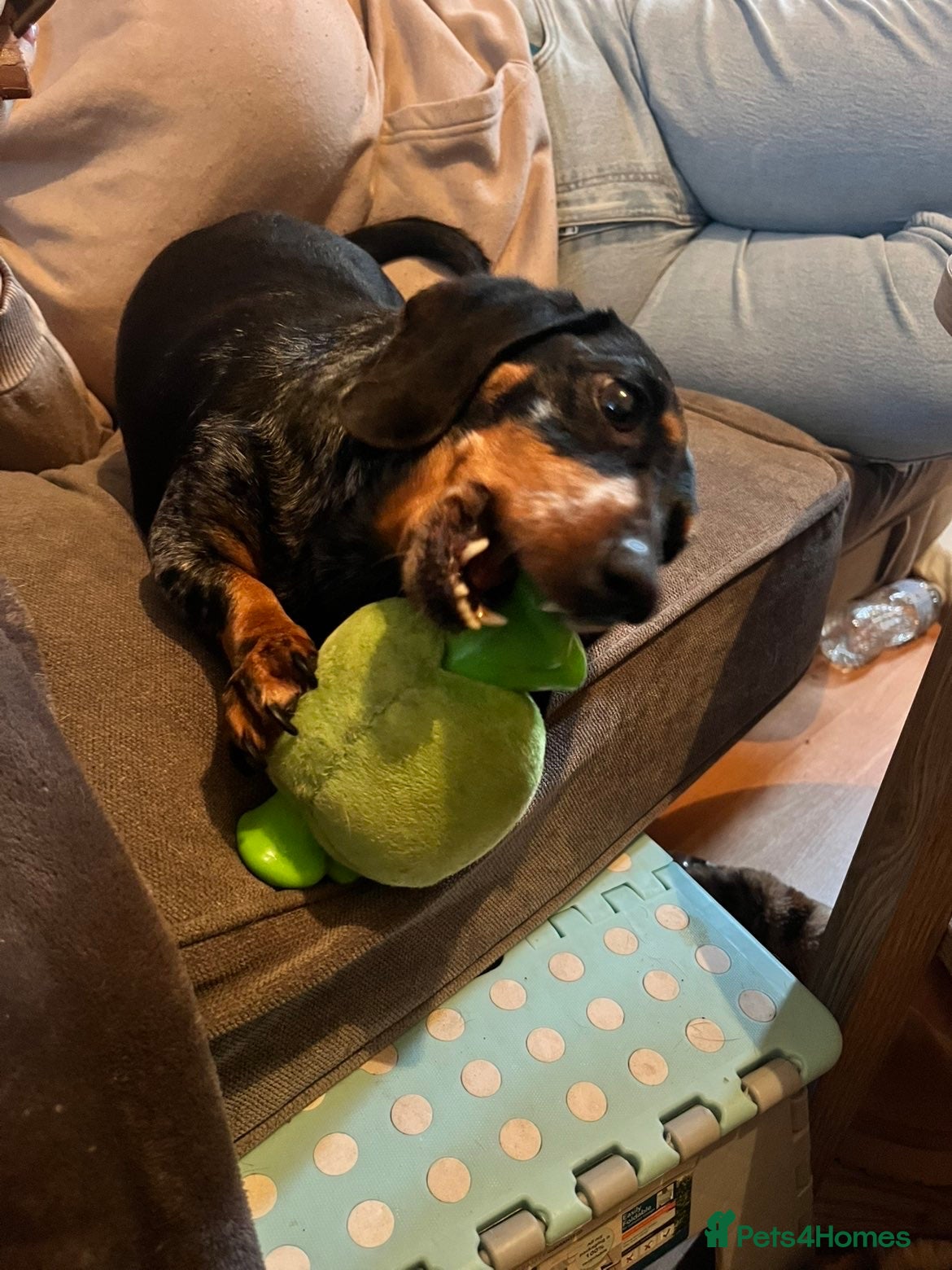 Dachshund dogs Dachshund looking for new home - Advert 2