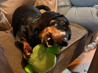 Dachshund dogs Dachshund looking for new home - Advert 2